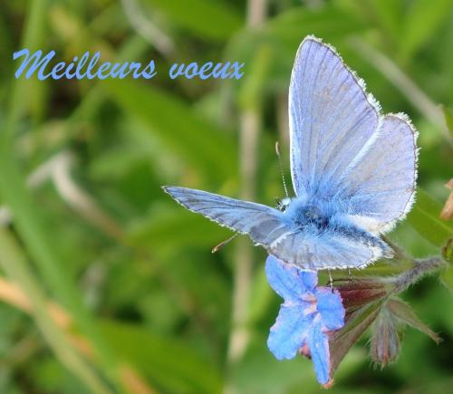 Polyommatus icarus